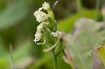 Small green wood orchid